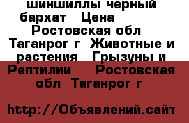 шиншиллы черный бархат › Цена ­ 3 000 - Ростовская обл., Таганрог г. Животные и растения » Грызуны и Рептилии   . Ростовская обл.,Таганрог г.